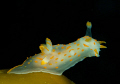   Polycera quadrilineata kelp.tamron 90mm inon 240 kelp. kelp  